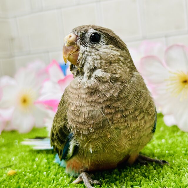 アキクサインコ（秋草インコ）