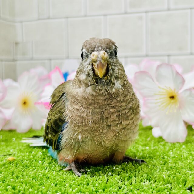 アキクサインコ（秋草インコ）