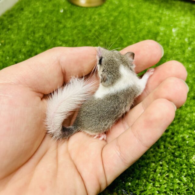 アフリカヤマネ
