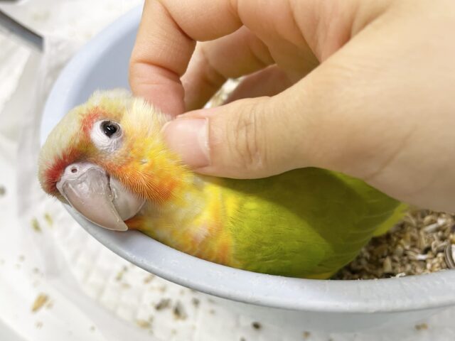 ワキコガネウロコインコ