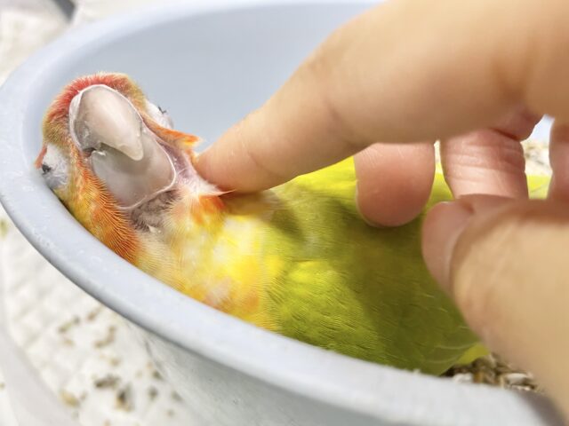 ワキコガネウロコインコ