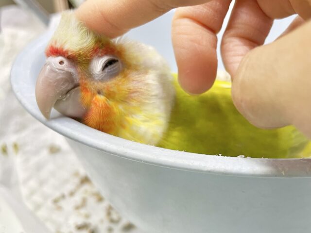 ワキコガネウロコインコ