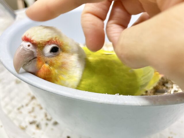 ワキコガネウロコインコ