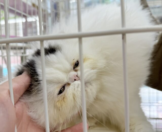 エキゾチック