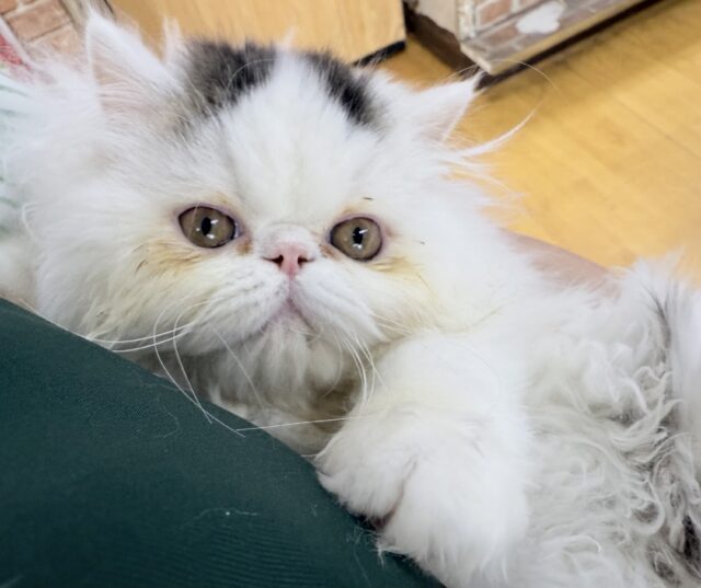 エキゾチック