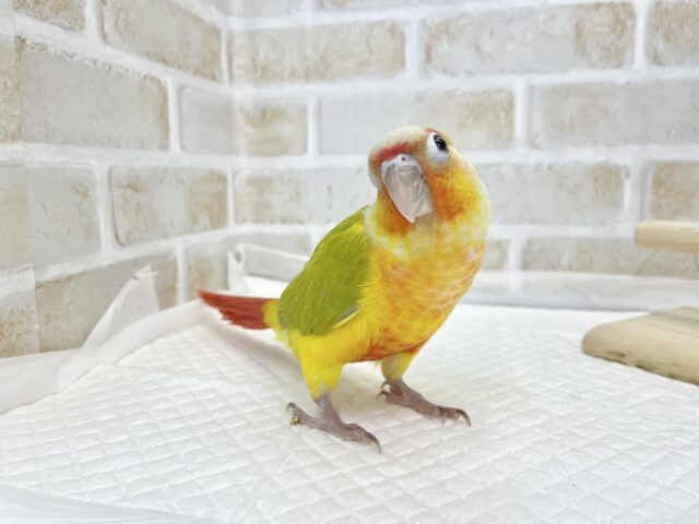 ワキコガネウロコインコ