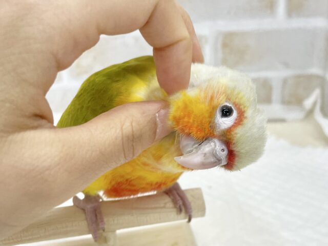 ワキコガネウロコインコ