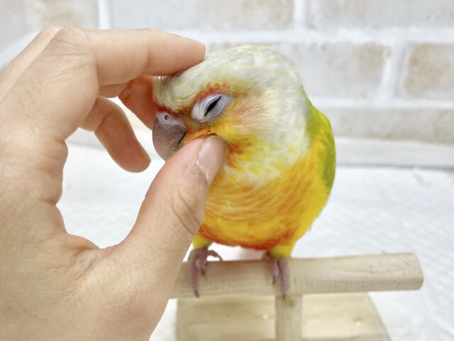 ワキコガネウロコインコ