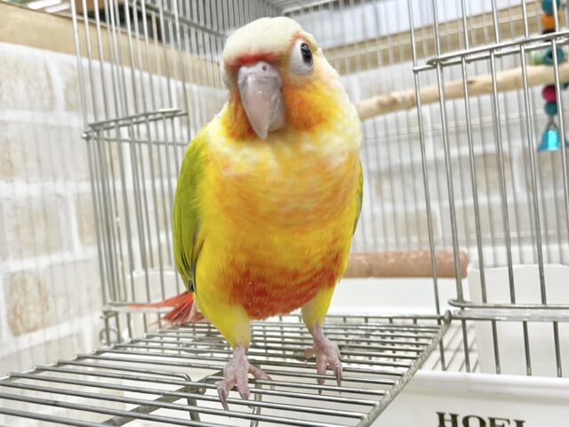 ワキコガネウロコインコ