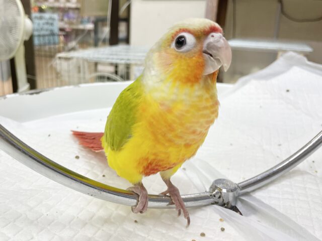 ワキコガネウロコインコ