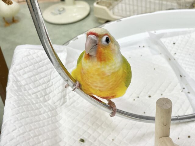ワキコガネウロコインコ