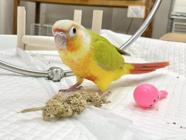 ワキコガネウロコインコ