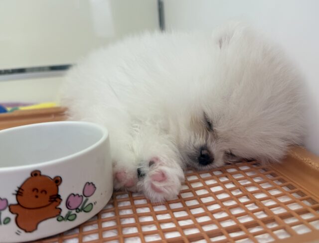 ポメラニアン