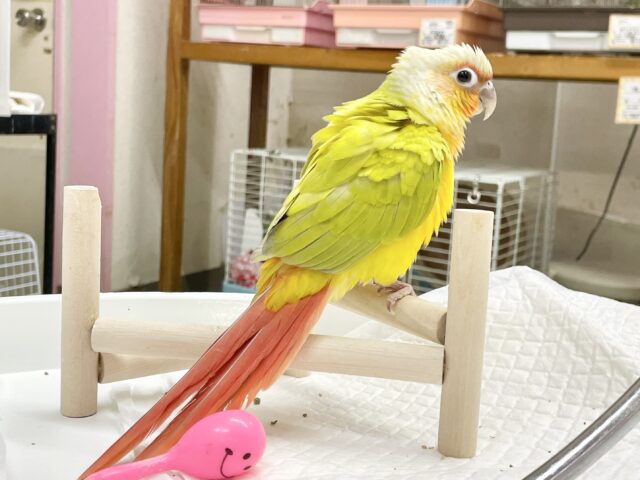 ワキコガネウロコインコ