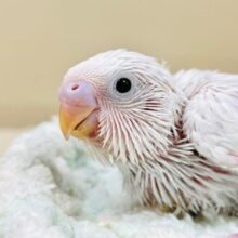 天使の羽が生えてくるよ✨セキセイインコ（ダブルファクター）