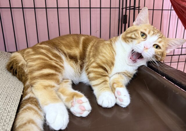 マンチカン
