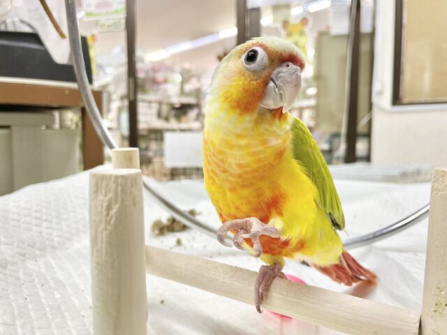 ワキコガネウロコインコ