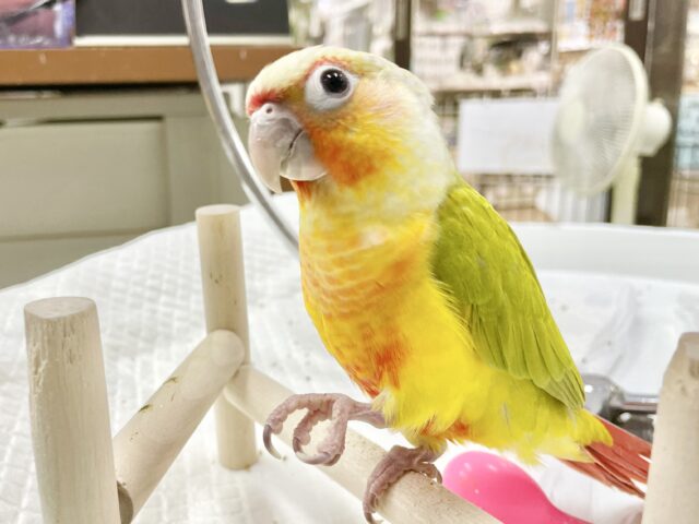 ワキコガネウロコインコ