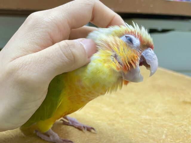 ワキコガネウロコインコ
