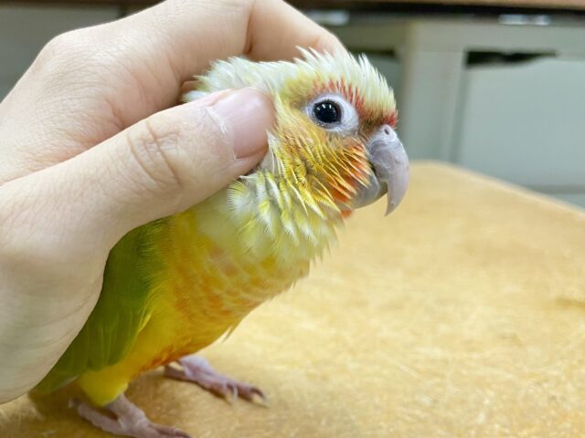 ワキコガネウロコインコ