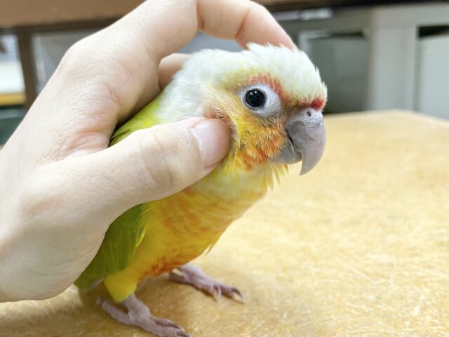 ワキコガネウロコインコ