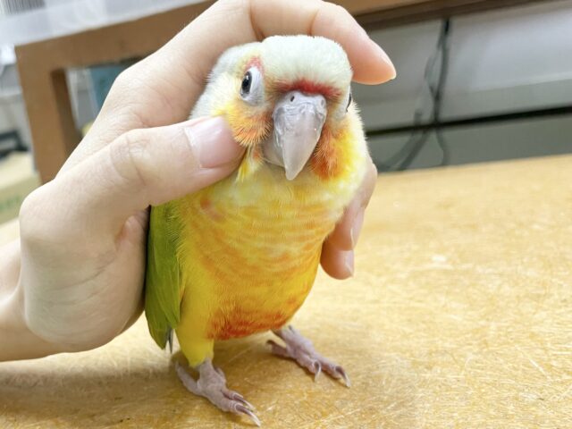ワキコガネウロコインコ