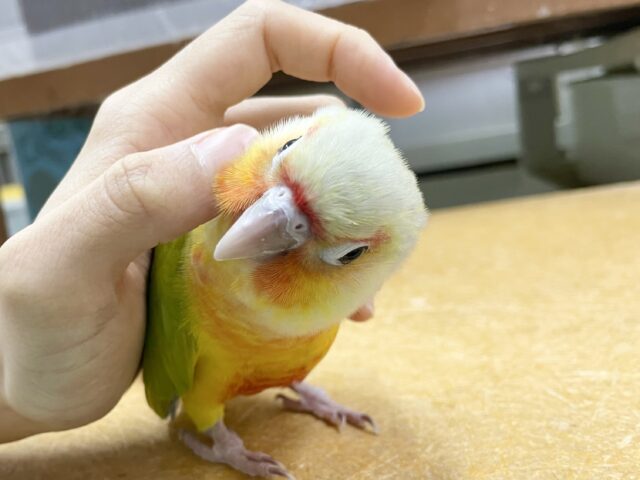 ワキコガネウロコインコ