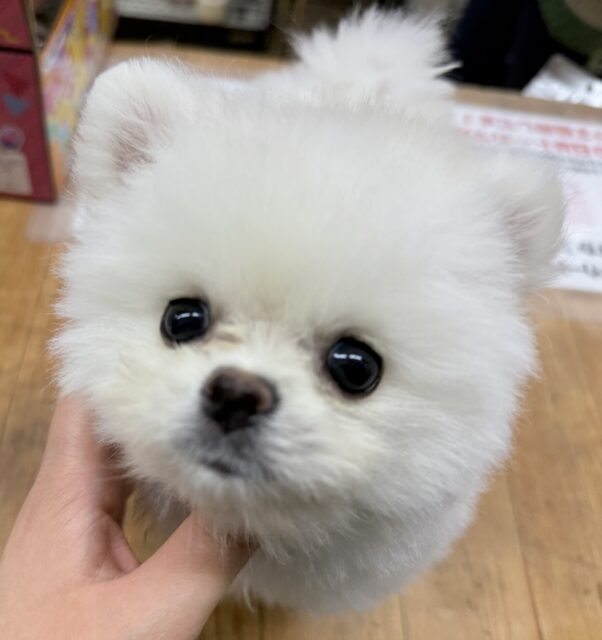 最新画像！真っ白クリームみたい♪ポメラニアンくん！