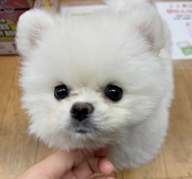 ポメラニアン