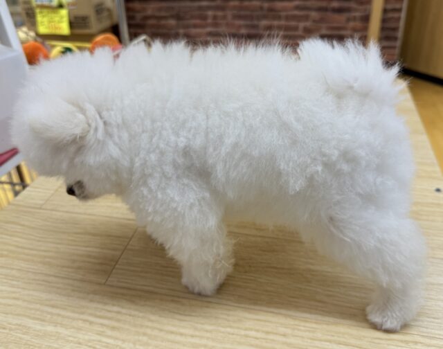 ポメラニアン