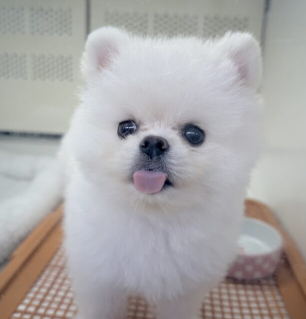 ポメラニアン