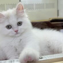 ミルクティーみたいな可愛さ！サイベリアンちゃん！