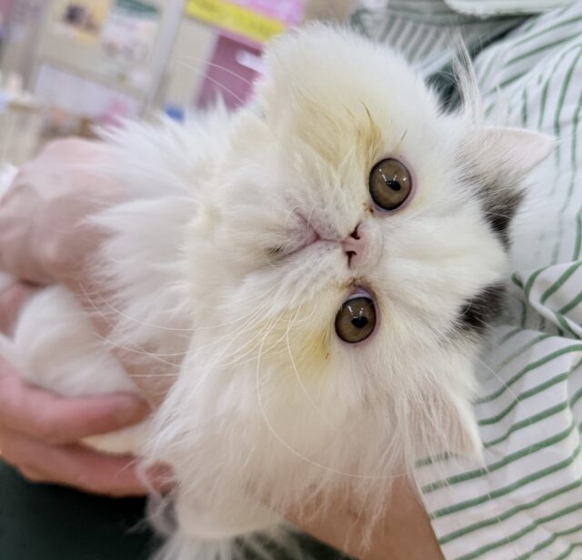 エキゾチック