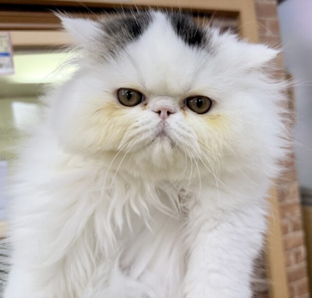 エキゾチック