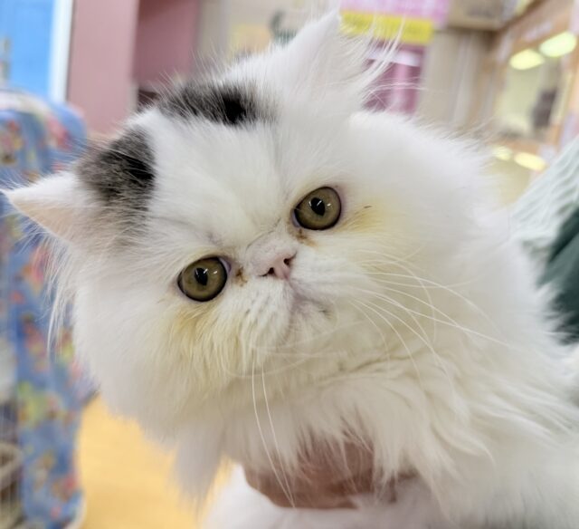 エキゾチック