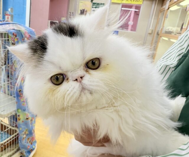 エキゾチック