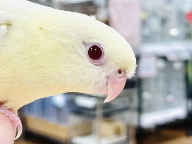 【最新画像】優しいカラーにまん丸フォルム💛サザナミインコ（クリーム）ヒナ