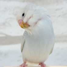 【動画更新🪄ひとり餌になりました！】ねぇ、ねぇ、もっと甘やかして？💖セキセイインコ(ライラック)