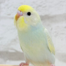 淡々🫧ラムネちゃん🍬セキセイインコ(パステルカラーレインボー)
