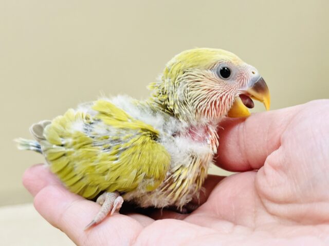 コザクラインコ（小桜インコ）
