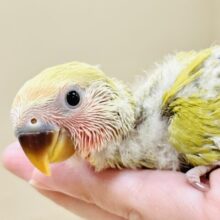 ナチュラルな可愛さ♡コザクラインコ（シナモン）
