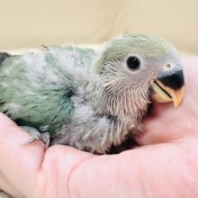 ふわふわ🪽🫧わたわたちゃん コザクラインコ（ブルーチェリー）