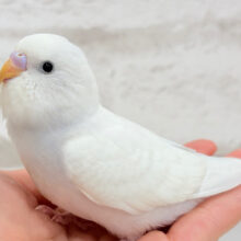 みんなの視線を独り占めっ🧚💖セキセイインコ(ウイング系) ヒナ