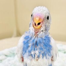 ぐるっと回ってご挨拶！セキセイインコ（パイド）