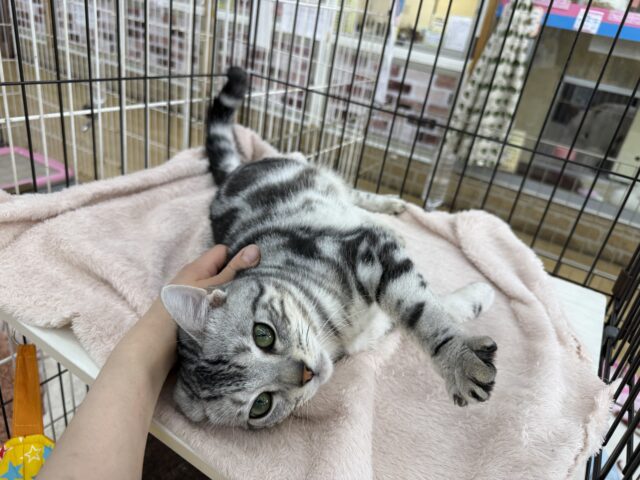 アメリカンショートヘア