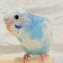 おてての中って暖かいんだね〜♡セキセイインコ(パイド) ヒナ