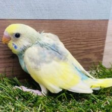 夢中に恋しちゃう素敵なカラー❤️セキセイインコパステルカラーレインボーパイド‼️