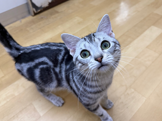 アメリカンショートヘア