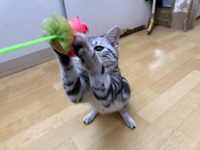 アメリカンショートヘア