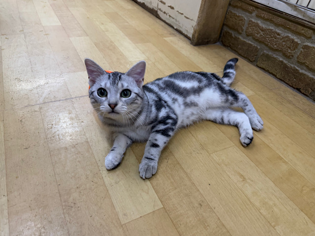 アメリカンショートヘア